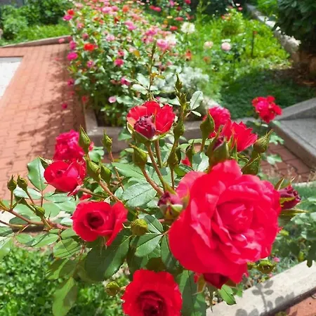 Milkica * سراييفو