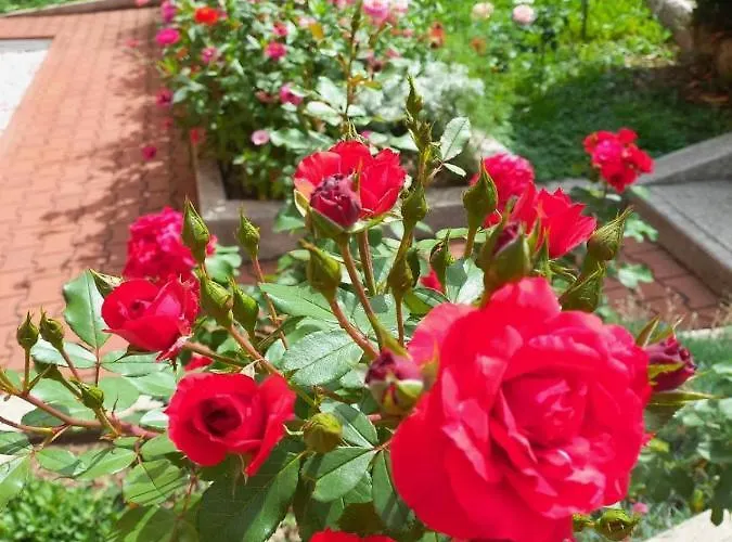 Milkica * سراييفو